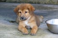 Brown Puppy Lying on the Ground Next to Water Bowl