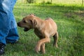 Brown puppy nipping at man's leg