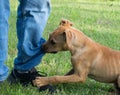 Brown puppy nipping at pants leg