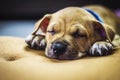 Brown puppy sleeping on carpet. Royalty Free Stock Photo