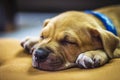 Brown puppy sleeping on carpet. Royalty Free Stock Photo