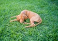 a brown puppy vizsla dog Royalty Free Stock Photo