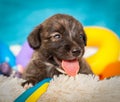 The brown puppy smiles funny. Expressive smile of a small puppy. The brown puppy stuck out its tongue.