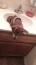 Brown puppy trying to get out of sink