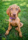 a brown puppy vizsla dog Royalty Free Stock Photo