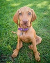 a brown puppy vizsla dog Royalty Free Stock Photo