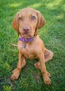 a brown puppy vizsla dog Royalty Free Stock Photo