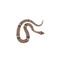 Brown python illustration. Isolated tropical snake on white background Royalty Free Stock Photo