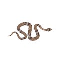 Brown python illustration. Isolated tropical snake on white background