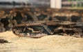 Brown Python on the sand. wild animal in a cage in a zoo