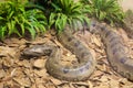 Brown python snake Royalty Free Stock Photo