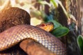 Brown python snake hunting in the forest, waiting for prey