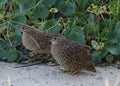 Brown Quail in Australasia