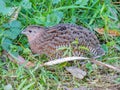 Brown Quail hiding in the grass. bird Island New Zealand