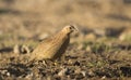 Brown Quail in the open