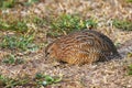 Brown quail feeding on ground, New Zealand