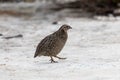 Brown Quail