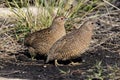 Brown Quails