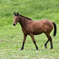 Brown Quarter Horse Royalty Free Stock Photo