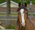 Brown quarter horse close up Royalty Free Stock Photo