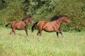 Brown quarter horse mare with foal running Royalty Free Stock Photo