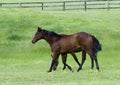 Brown Quarter Horses Royalty Free Stock Photo