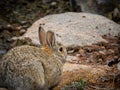 Brown Rabbit