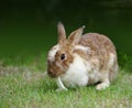 Brown Rabbit eat Cabbage on Greeny Background