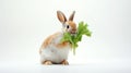 Brown Rabbit eating Celery. Isolated on white background. Cute Easter bunny. Ideal for pet food advertisement