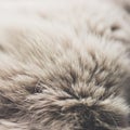 Brown rabbit fur closeup, selective soft focus