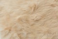 Brown rabbit fur Texture, animal skin background Royalty Free Stock Photo