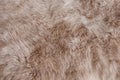 Brown rabbit fur Texture, animal skin background Royalty Free Stock Photo