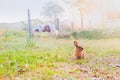 Brown rabbit in a green garden with a horse and flare of the morning sunlight