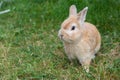 Brown rabbit on green grass in summer garden