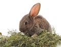 Brown rabbit on hay Royalty Free Stock Photo