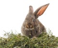 Brown rabbit on hay Royalty Free Stock Photo