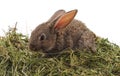 Brown rabbit on hay Royalty Free Stock Photo