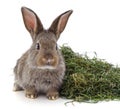 Brown rabbit on hay Royalty Free Stock Photo