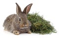 Brown rabbit on hay