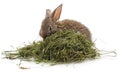 Brown rabbit on hay Royalty Free Stock Photo