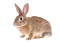 Brown rabbit, isolated