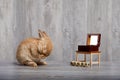Brown rabbit listening to music box Royalty Free Stock Photo