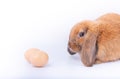 Brown rabbit with long ears nearly stay to easter eggs with white background Royalty Free Stock Photo