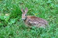 Brown rabbit in a meadow, facing forward with ears up Royalty Free Stock Photo