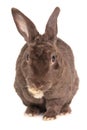 Brown rabbit Royalty Free Stock Photo