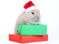 Brown rabbit in santa hat and christmas boxes, iso