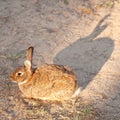 Brown rabbit sits in the sand in sunlight Royalty Free Stock Photo