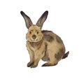 A brown rabbit sits sideways isolated on a white background. Watercolor illustration of the Easter bunny. Cute pet on the farm. Royalty Free Stock Photo