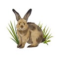 A brown rabbit sits sideways isolated on a white background. Watercolor illustration of the Easter bunny. Cute pet on the farm. Royalty Free Stock Photo