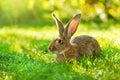 Brown rabbit sitting in grass Royalty Free Stock Photo